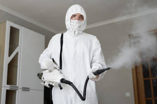 Best Attic Mold Removal  in Sachse, TX